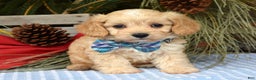 Maltipoo dogs for sale: Tucker - Ad 4