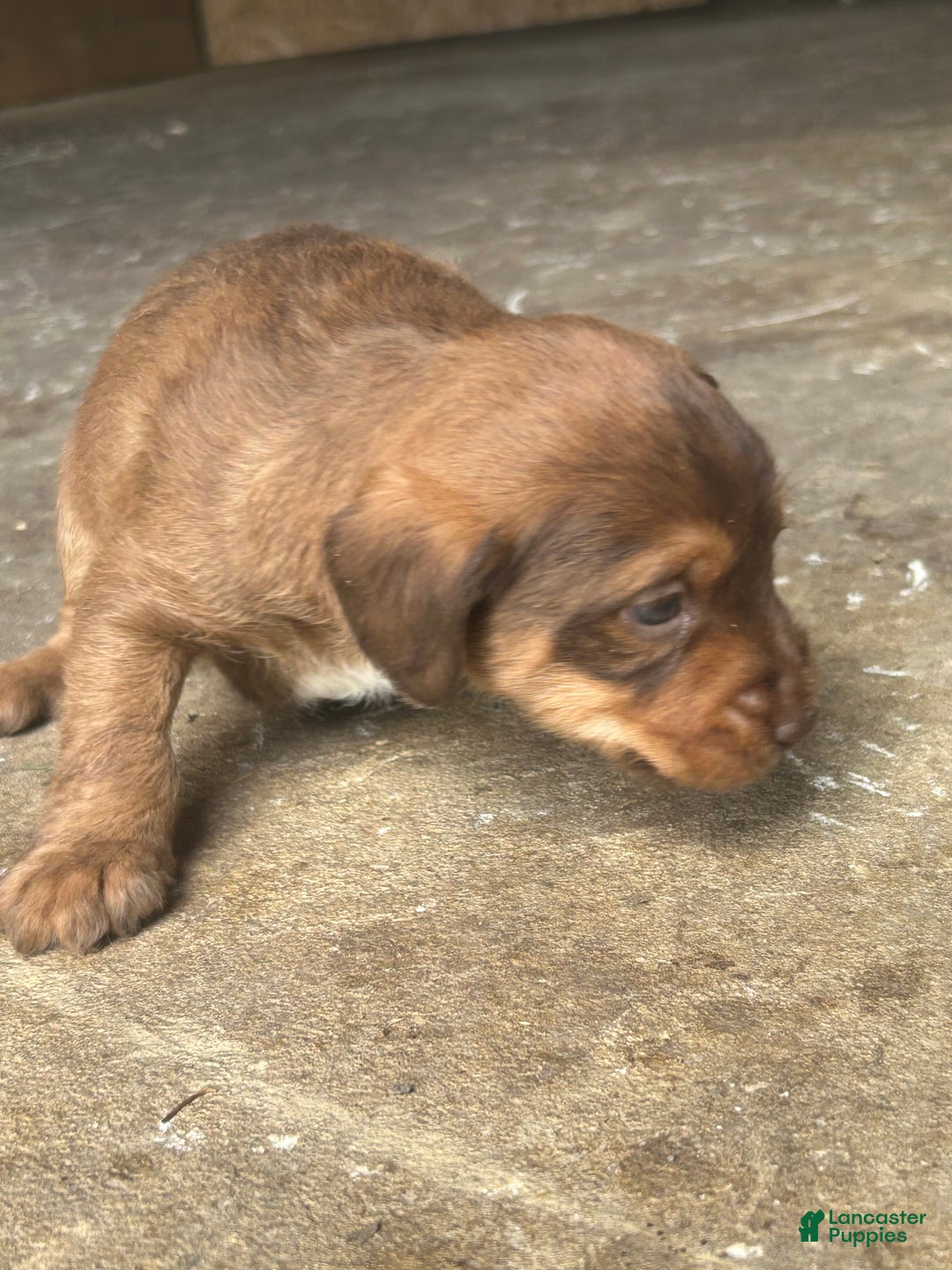 Jackapoo dogs for sale: Jackapoo Puppy 3 - Ad 2