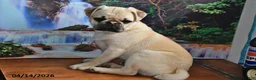Pug dogs for sale: Billy - Ad 5