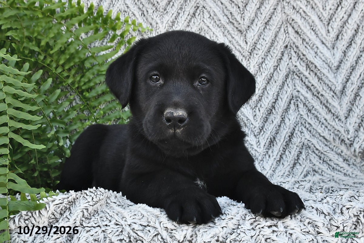 Labrador Retriever dogs for sale: Tucker  - Ad 2