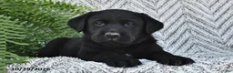 Labrador Retriever dogs for sale: Tucker  - Ad 2