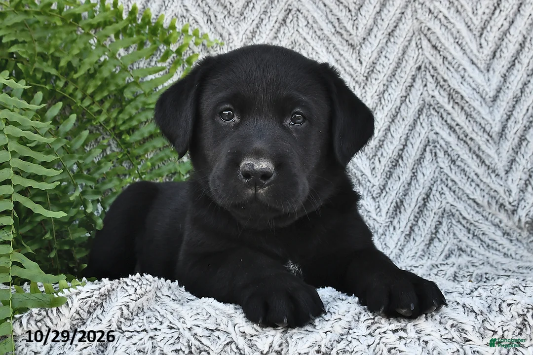 Labrador Retriever dogs for sale: Tucker  - Ad 2