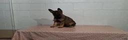 German Shepherd dogs for sale: Daisy - Ad 5