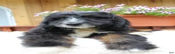 Bernedoodle dogs for sale: Myles - Ad 6