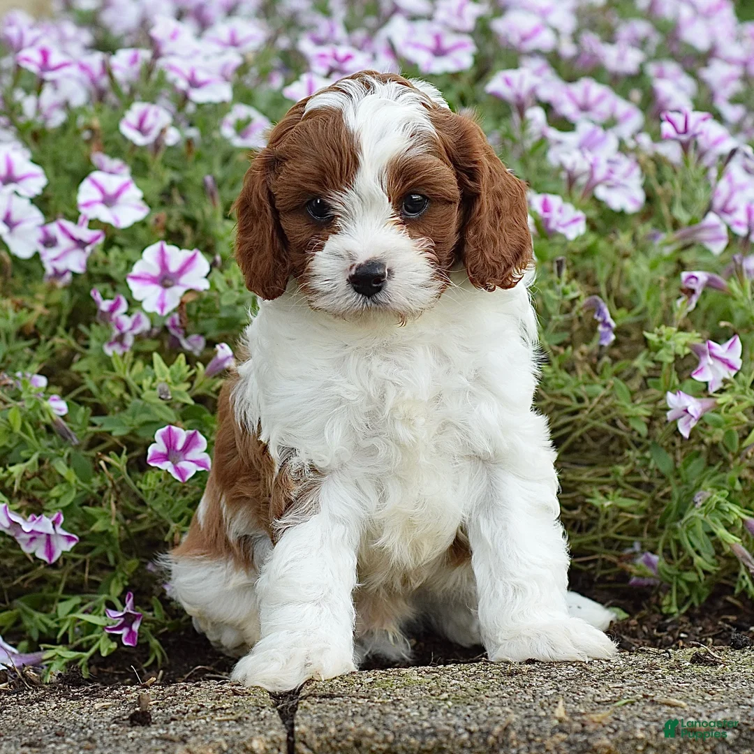Cavapoo dogs for sale: Domino - Ad 1