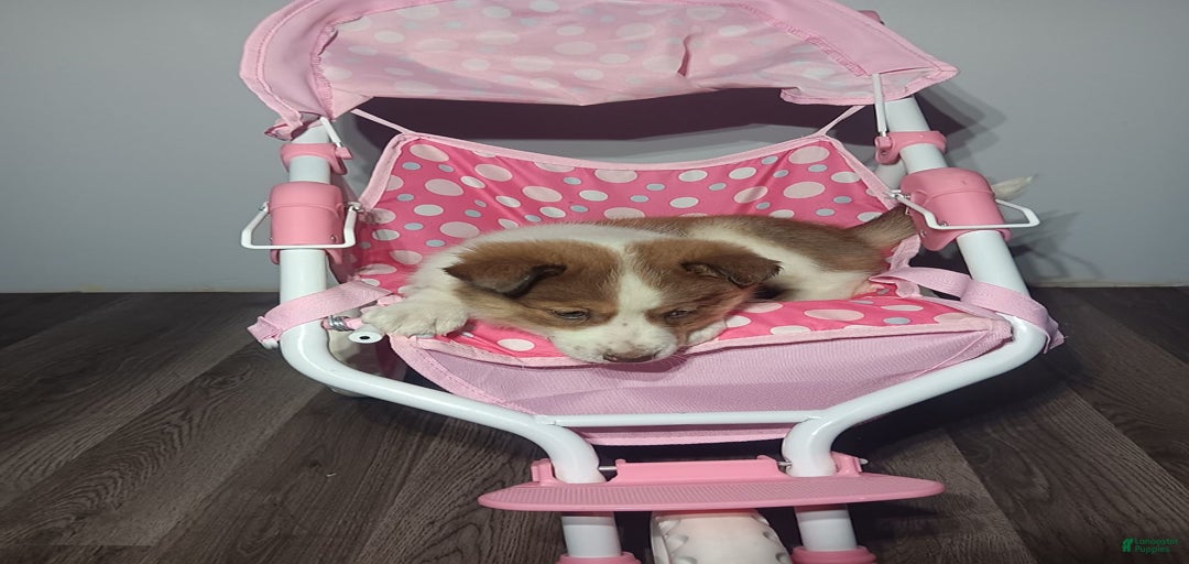 Gallery Image {{count}}