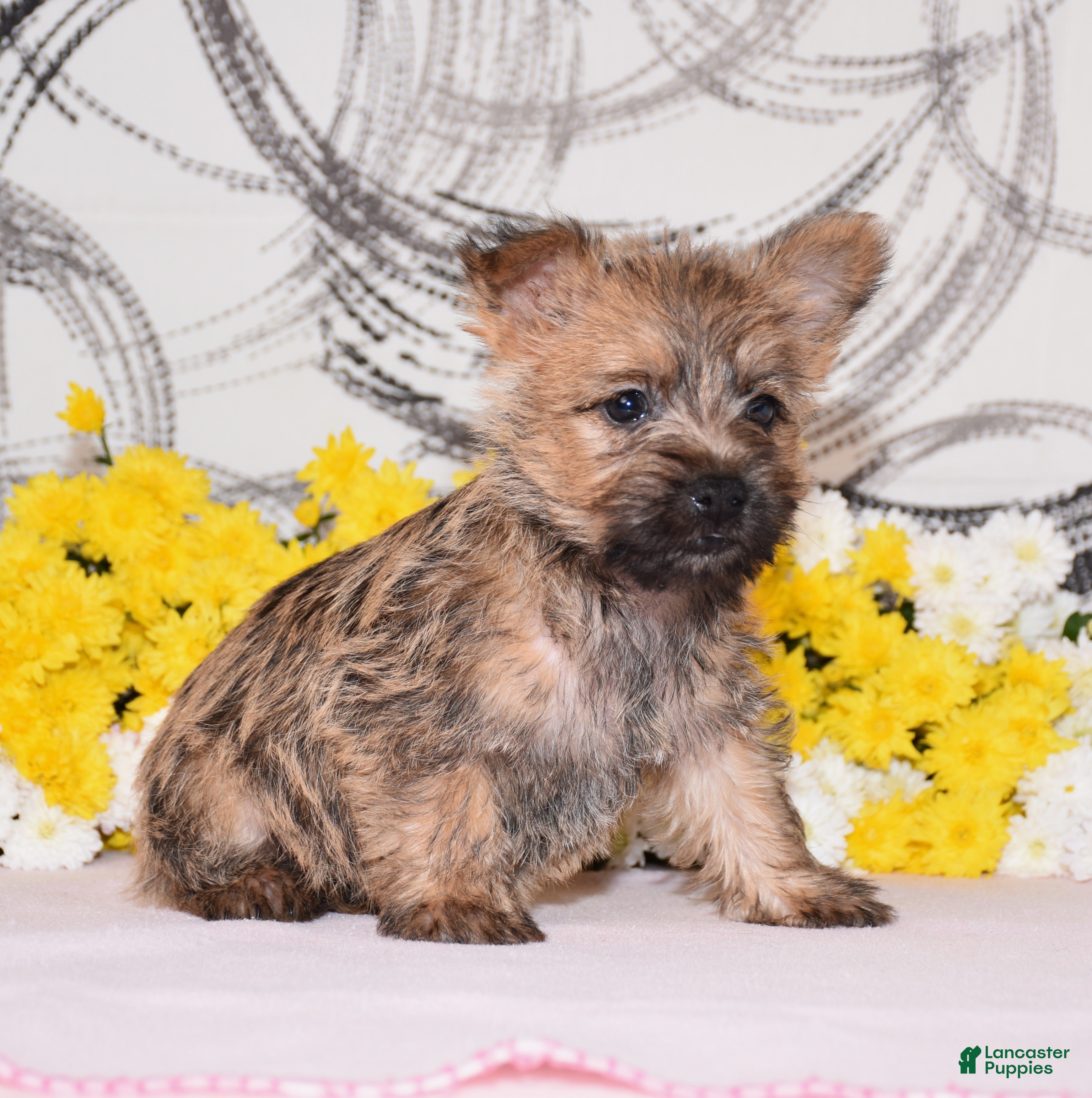 Cairn Terrier dogs Juniper - Ad 2