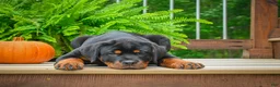 Rottweiler dogs for sale:  Sasha 🐾 - Ad 10