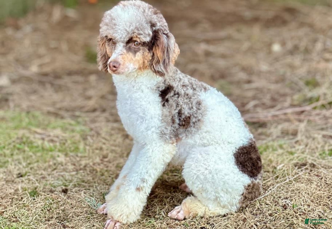 Cavapoo dogs for sale: Truffles - Ad 9