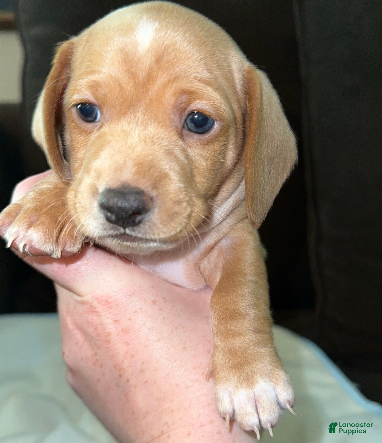 Miniature Dachshund dogs Miniature Dachshund Puppy 3 - Ad 11