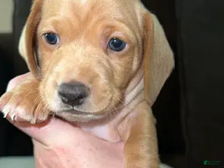 Miniature Dachshund dogs Miniature Dachshund Puppy 3 - Ad 11