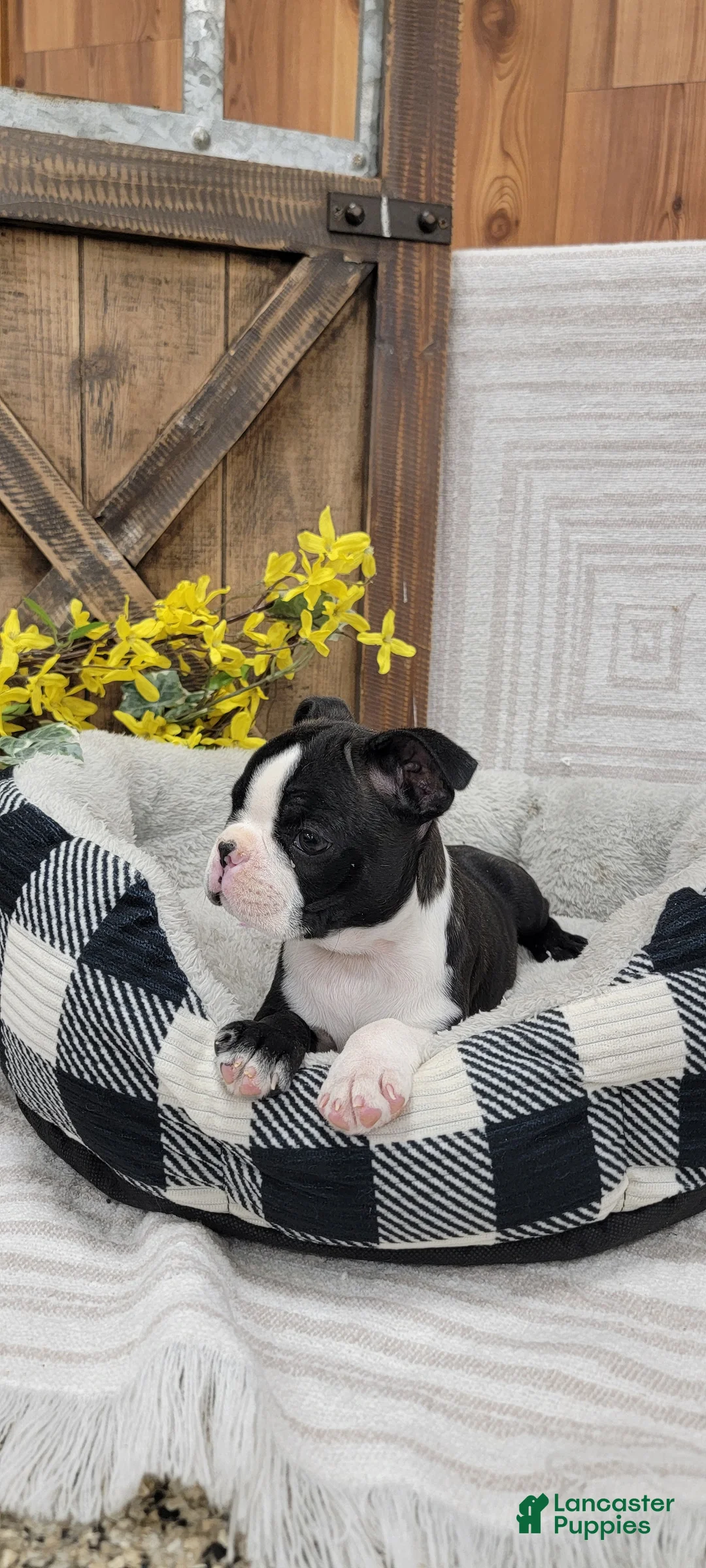 Boston Terrier dogs for sale: Buster - Ad 2