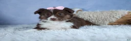 Miniature Australian Shepherd dogs for sale: ELLIE - Ad 11