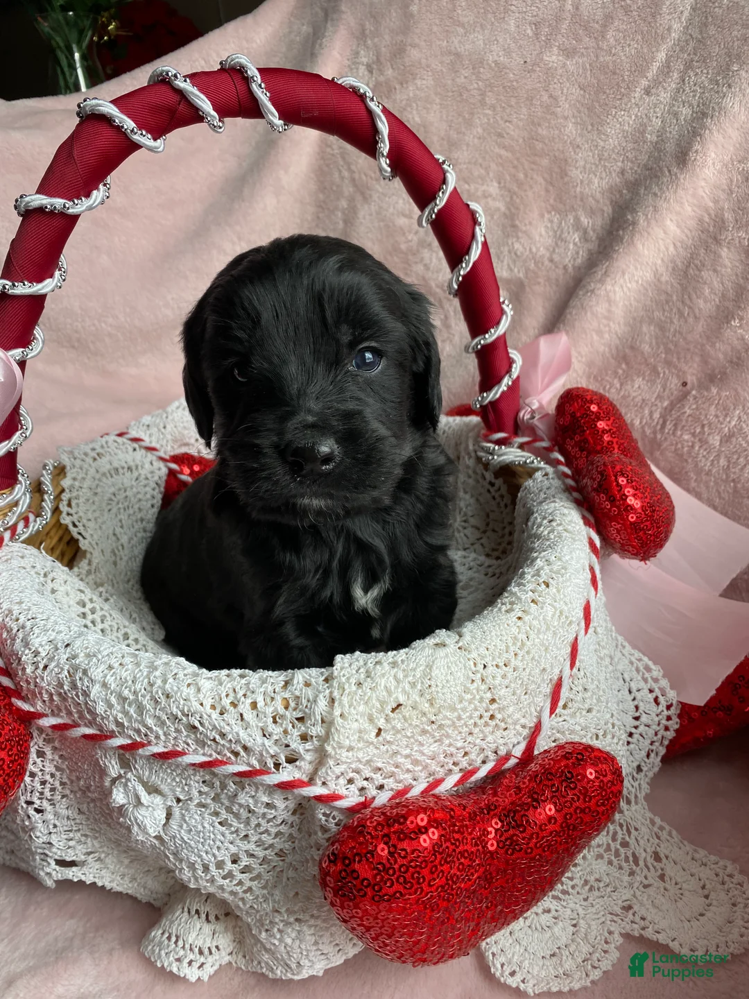 Mixed Breed dogs for sale: Coal - Ad 4