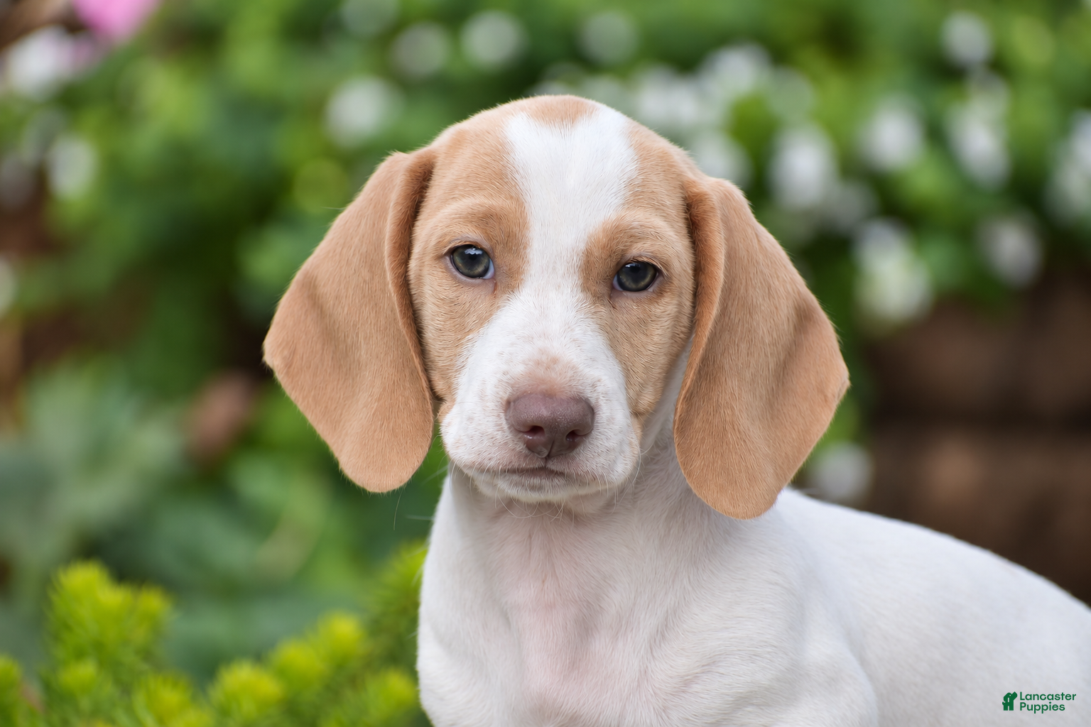Dachshund dogs Matt - Ad 2