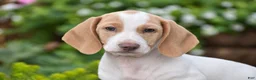 Dachshund dogs for sale: Matt - Ad 2