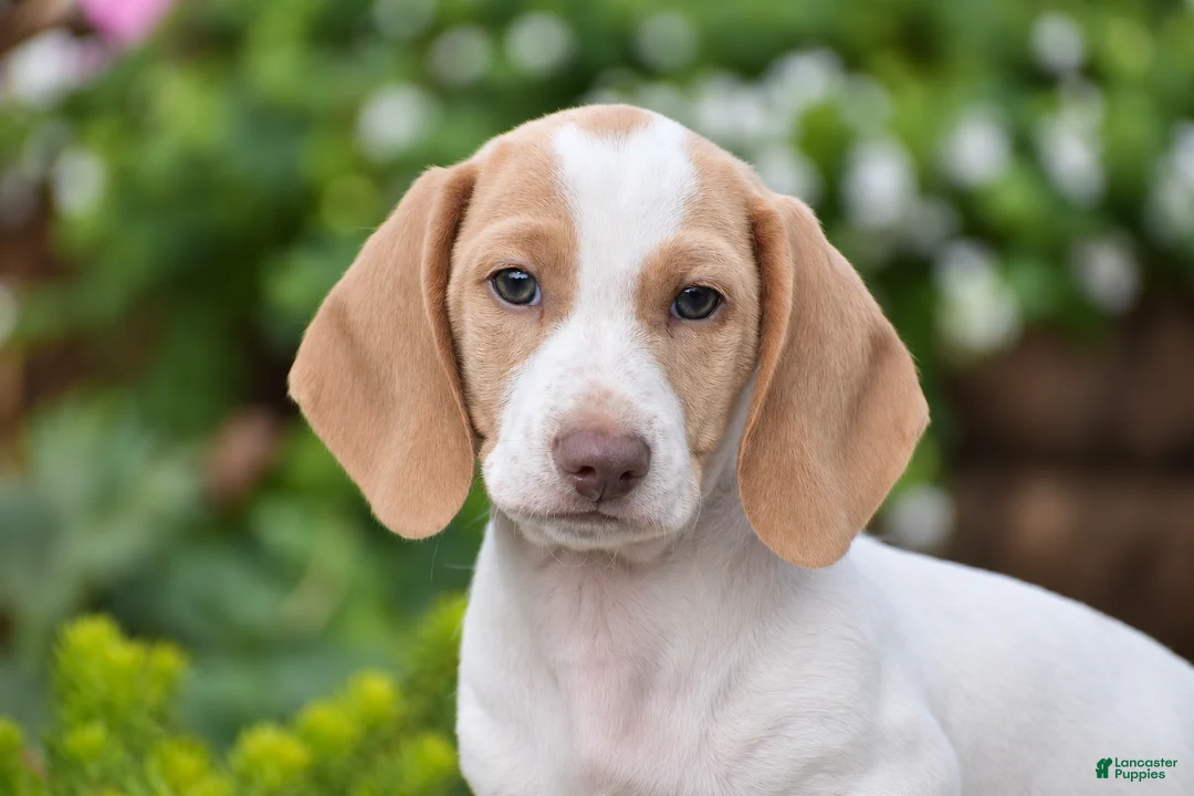 Dachshund dogs for sale: Matt - Ad 2