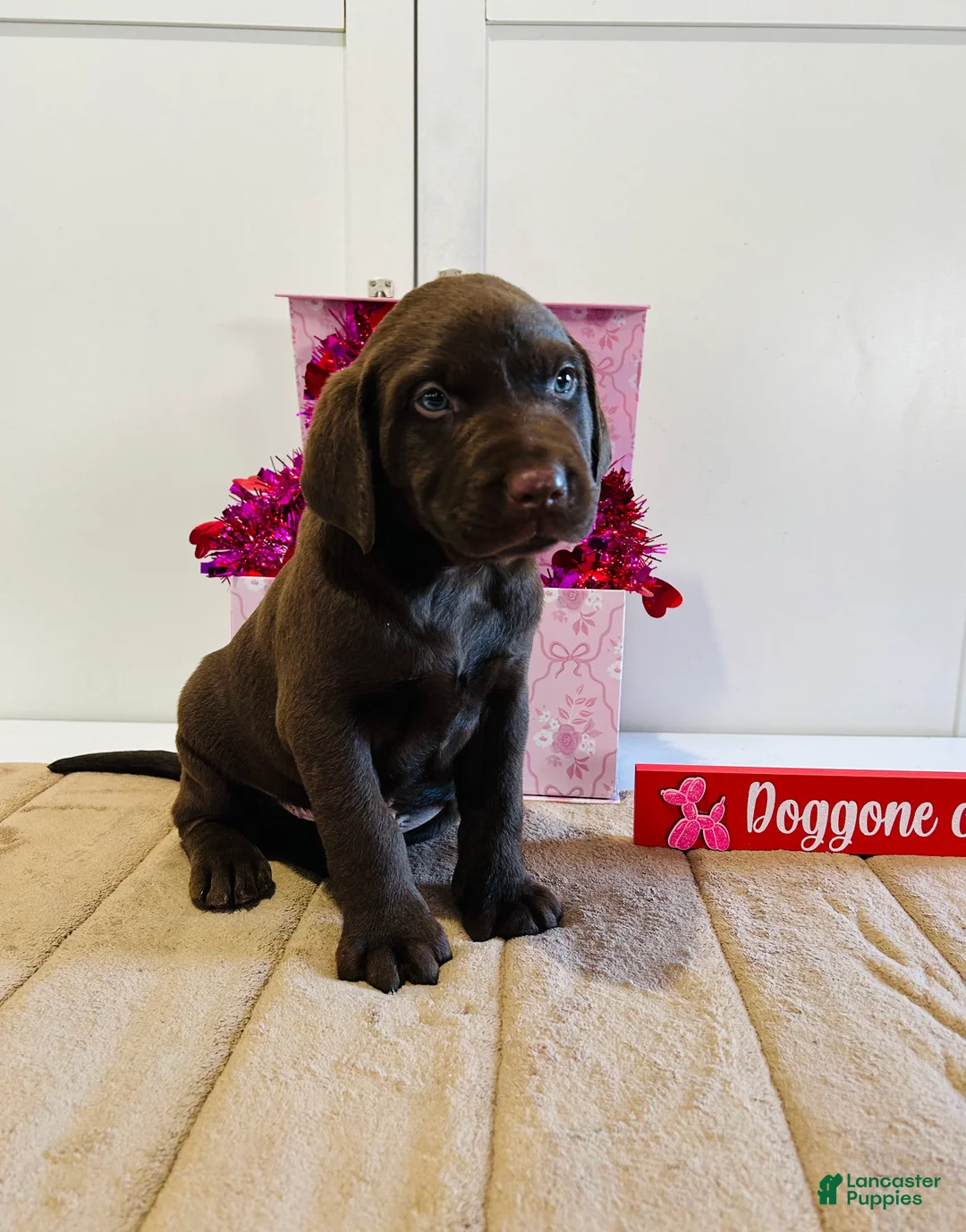 Labrador Retriever dogs for sale: Keith - Ad 4