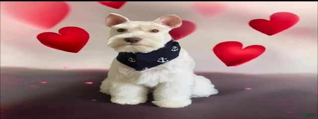 Charlie 
