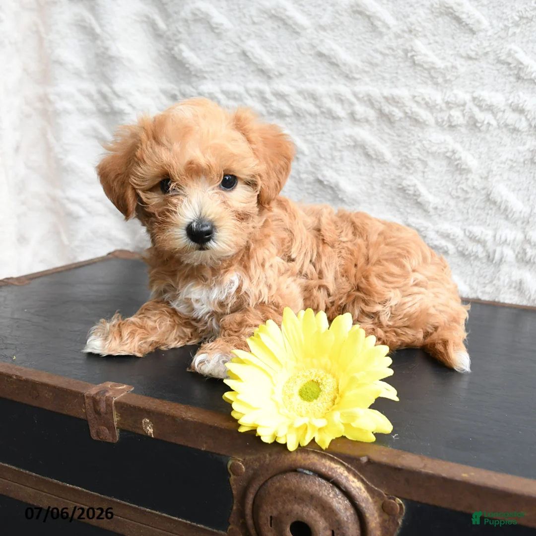 Mixed Breed dogs for sale: Kit Kat - Ad 2
