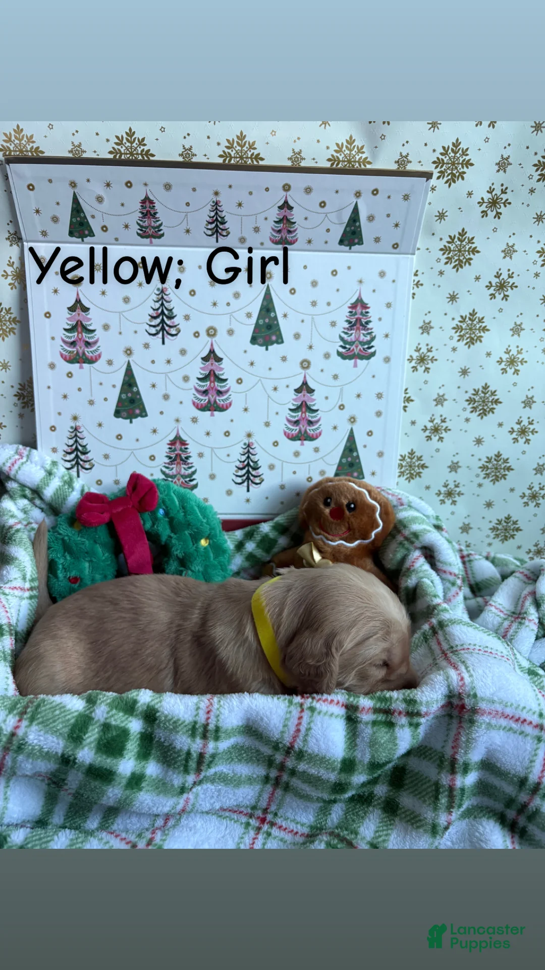 Golden Retriever dogs for sale: Golden Retriever 5 - Ad 2