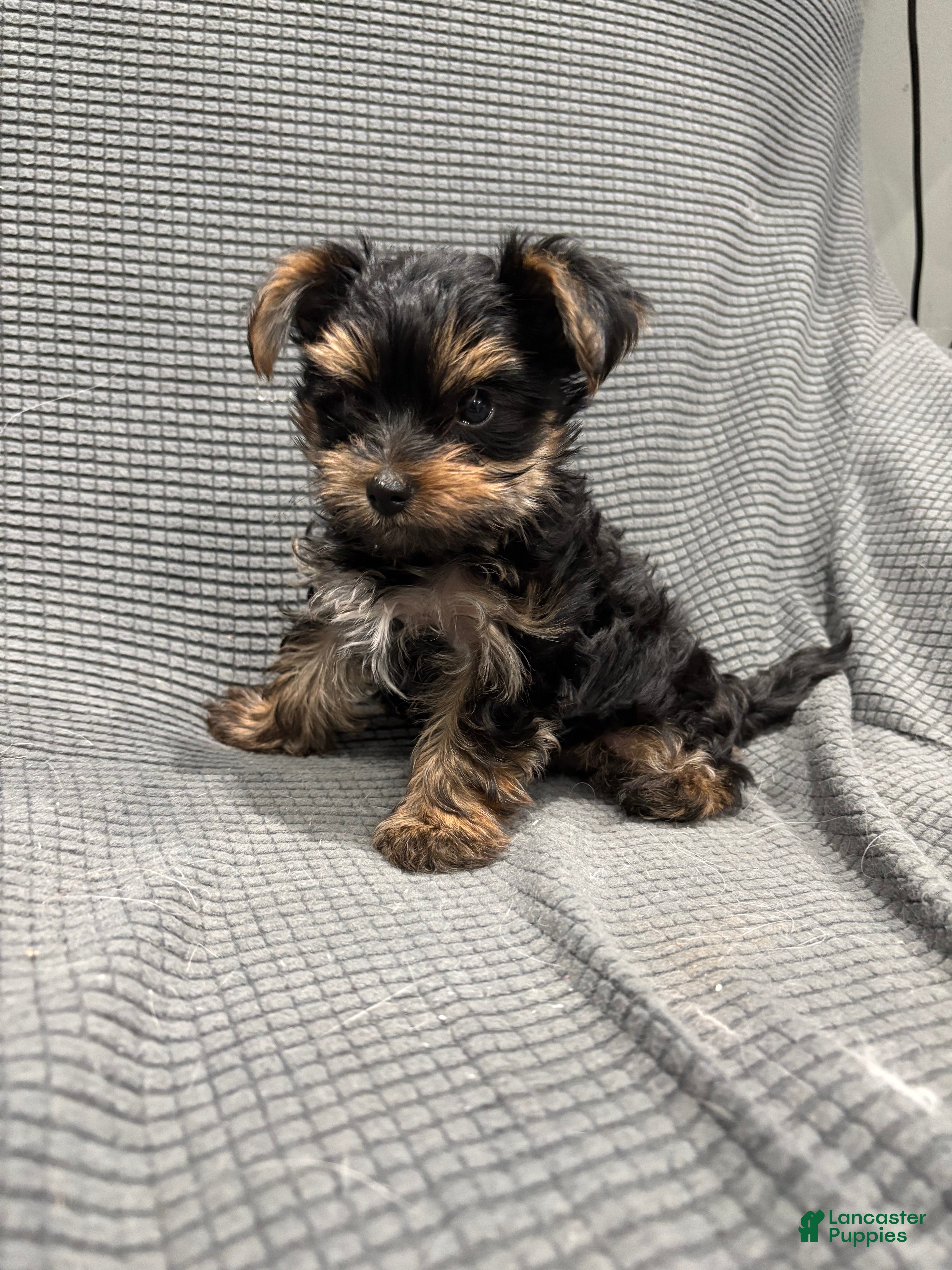 Yorkshire Terrier dogs Teacup Landon  - Ad 35