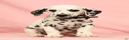 Dalmatian dogs for sale: Gunner - Ad 5