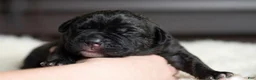 Cane Corso dogs for sale: Black Velvet Abyss Scarlet Shadow - Ad 2