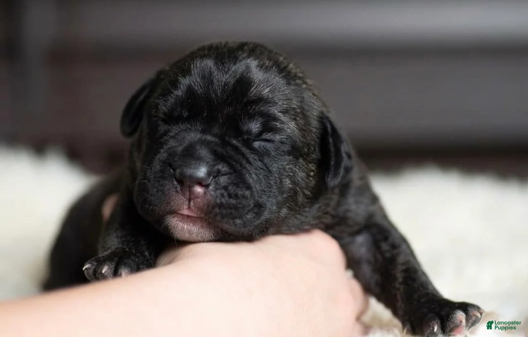 Cane Corso dogs for sale: Black Velvet Abyss Scarlet Shadow - Ad 2