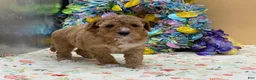 Mini Goldendoodle dogs for sale: Sandy Mini Goldendoodle Puppy  - Ad 5