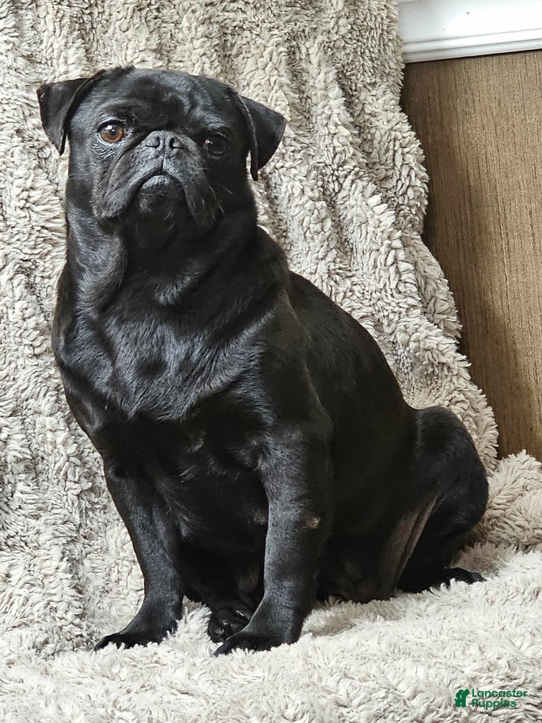 Pug dogs for sale: Laynie - Ad 6