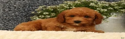 Mini Goldendoodle dogs for sale: Tori - Ad 10