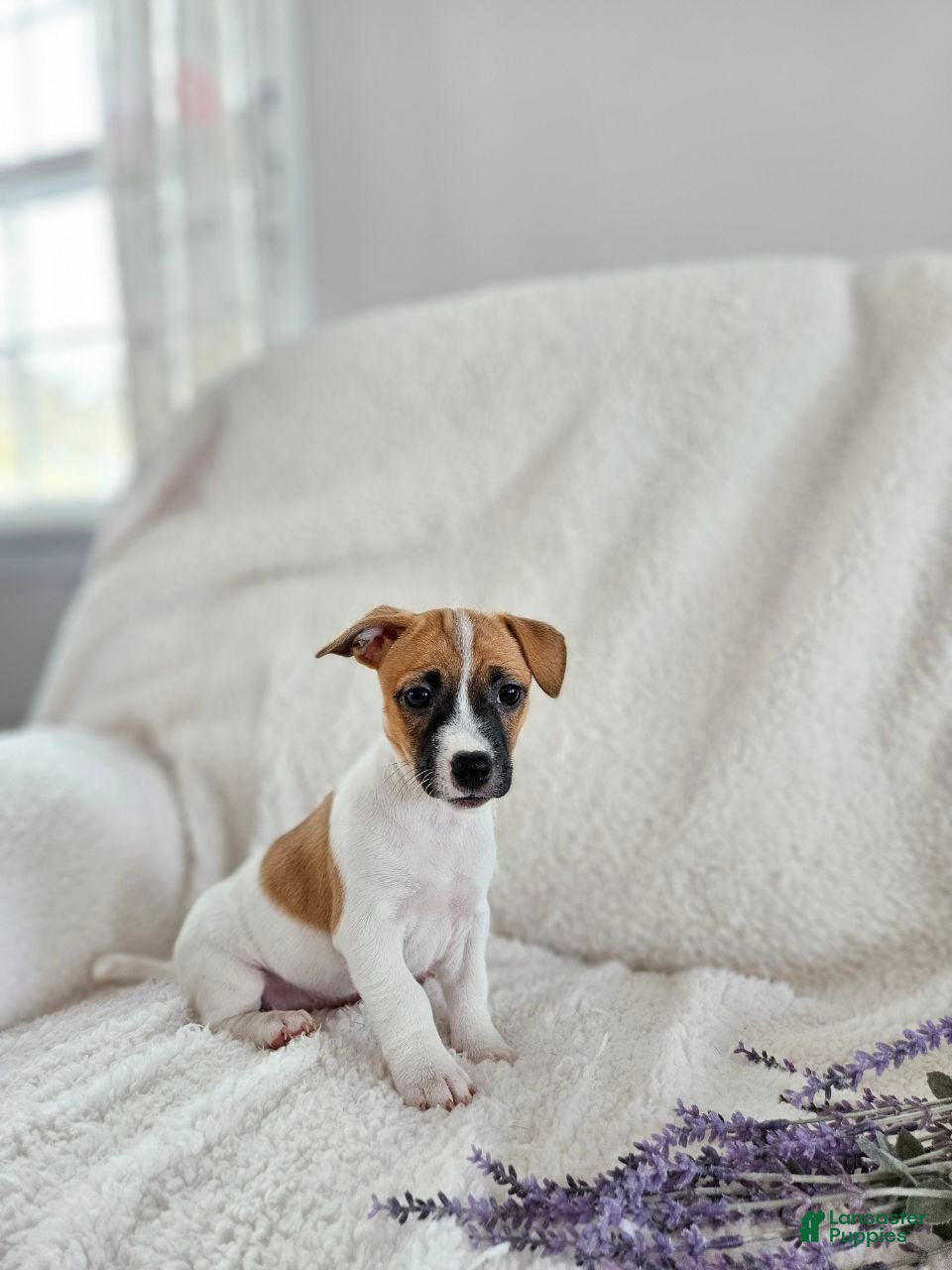 Rat Terrier dogs Poppy - Ad 1