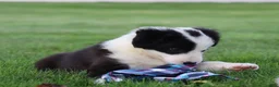Border Collie dogs for sale: Lainey - Ad 6