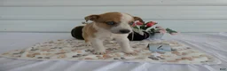 Mixed Breed dogs for sale: Mixed Breed 4 Riley - Ad 4