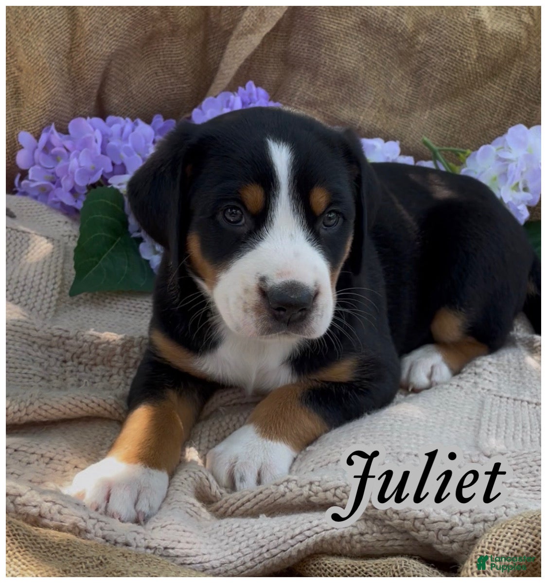 Greater Swiss Mountain Dog dogs AKC JULIET - Ad 2