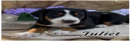 Greater Swiss Mountain Dog dogs for sale: AKC JULIET - Ad 2