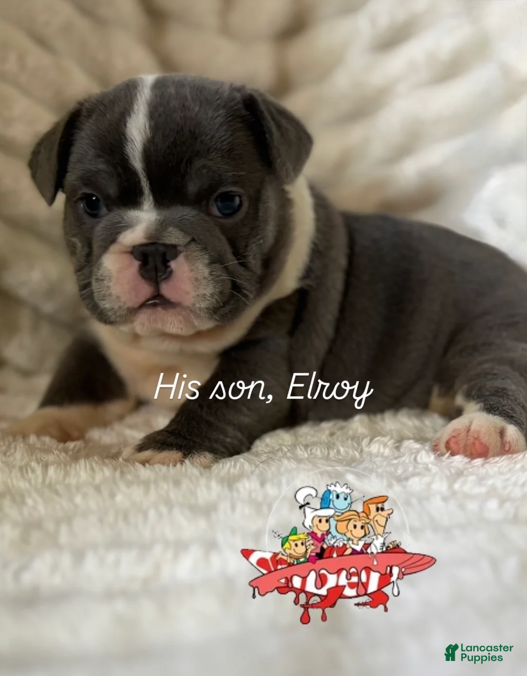 Mixed Breed dogs for sale: Elroy  - Ad 1