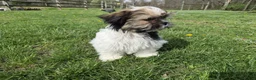 Shorkie dogs for sale: Cowboy - Ad 9