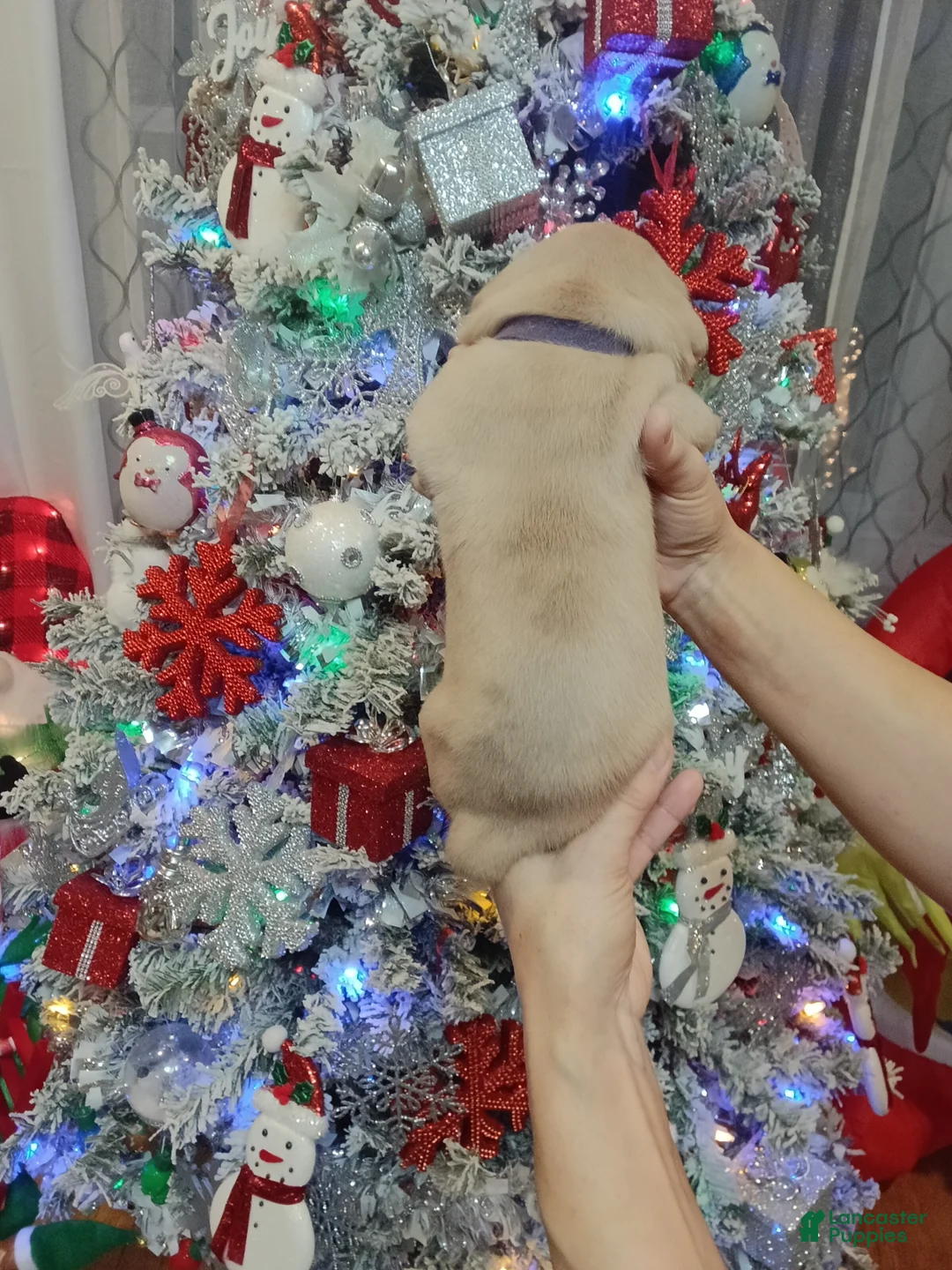 Olde English Bulldogge dogs for sale: Olde English Bulldogge Puppy 6 - Ad 6