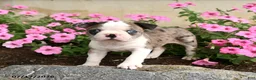 Boston Terrier dogs for sale: Bagel - Ad 2