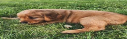 Golden Retriever dogs for sale: Sasha - Ad 3