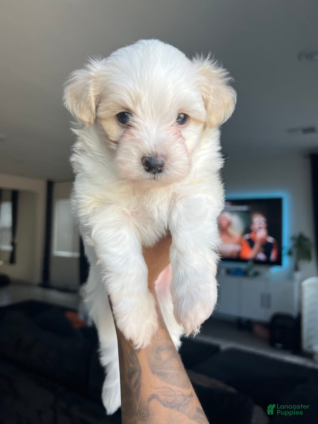 Gallery Image {{count}}