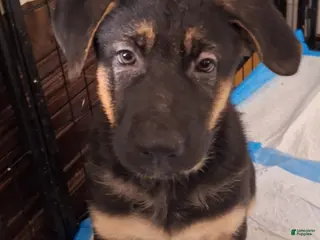 German Shepherd dogs German Shepherd Puppy 3 - Ad 16