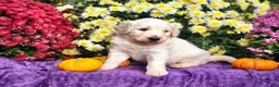 Goldendoodle dogs for sale: Wilkos - Ad 3
