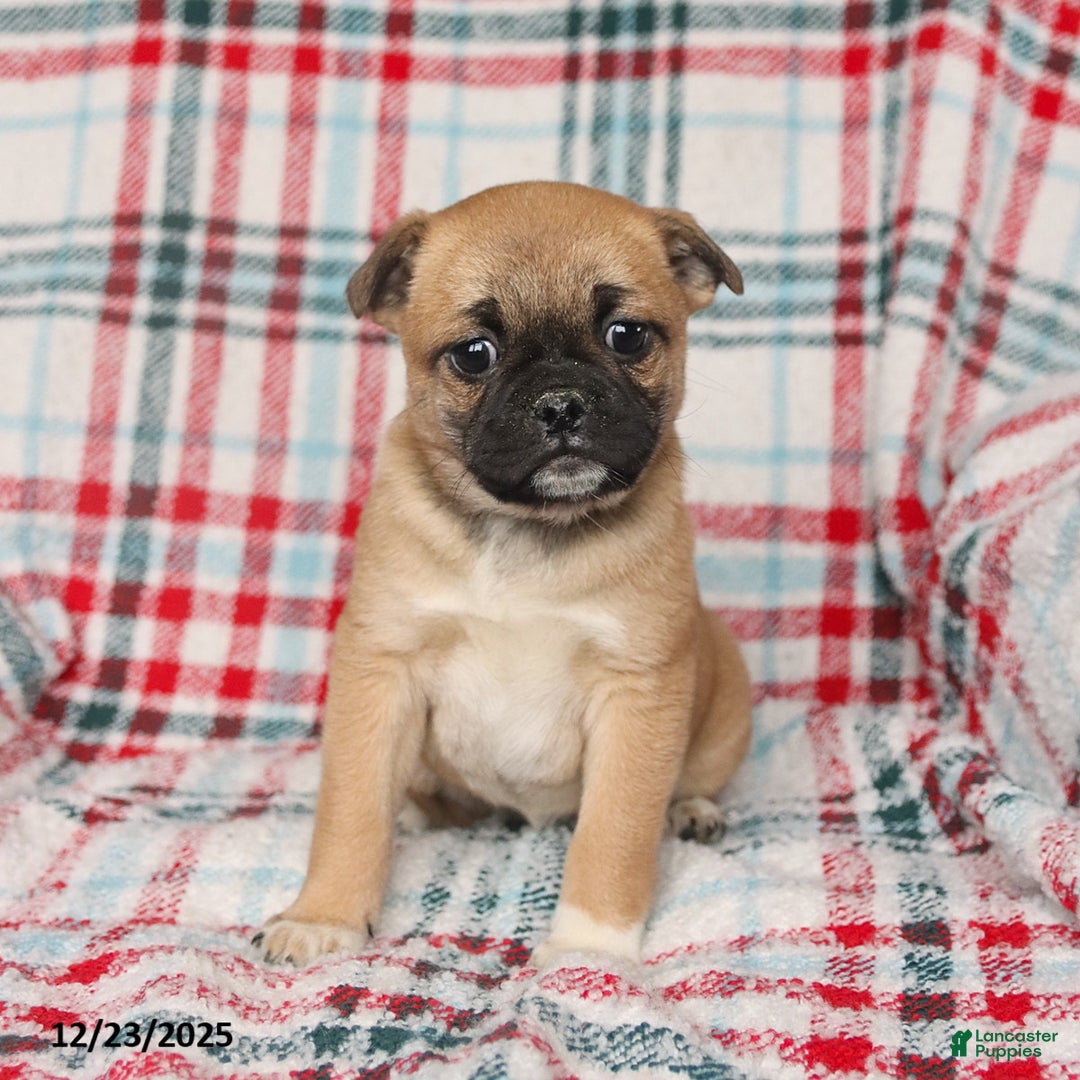 Mixed Breed dogs for sale: Honey - Ad 3