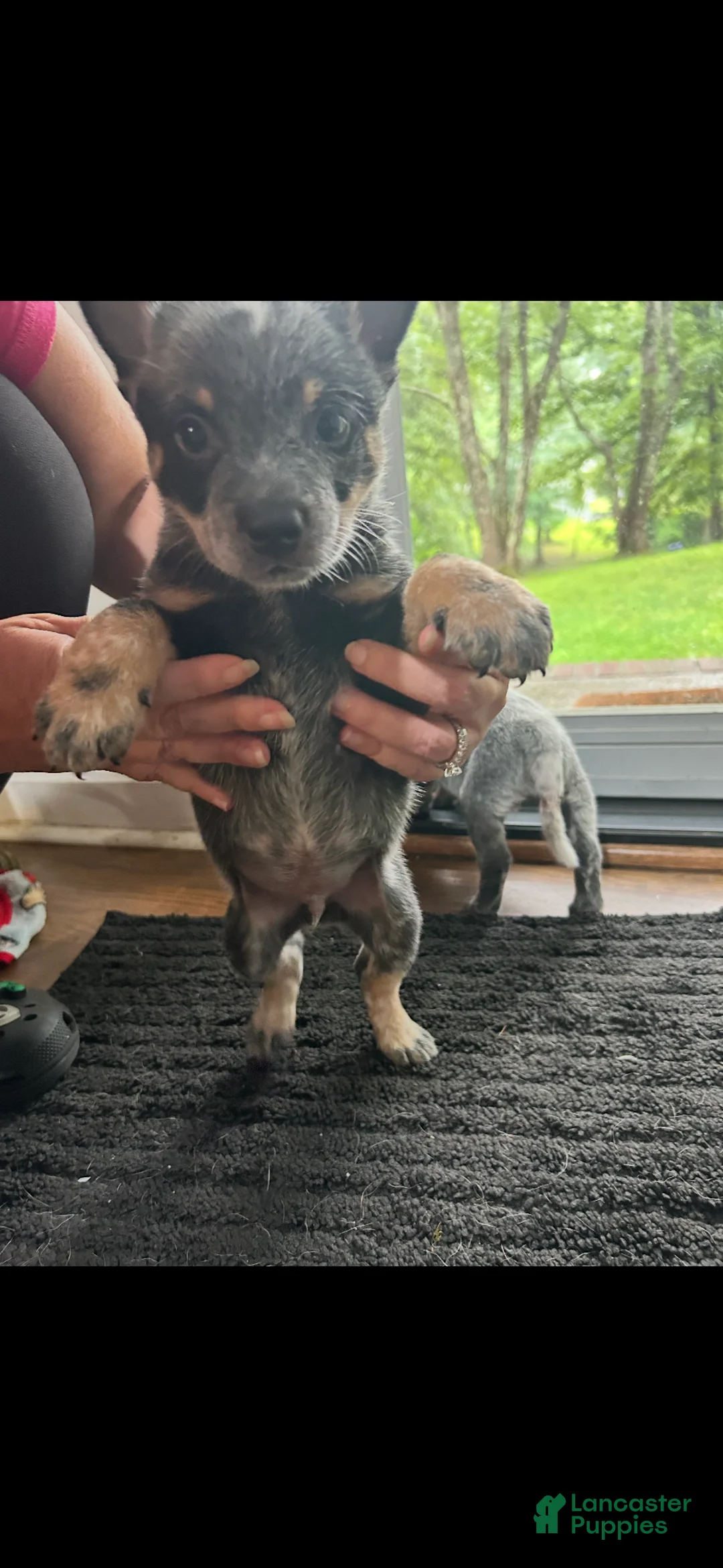 Australian Cattle Dog dogs for sale: Australian Cattle Dog 1 - Ad 1