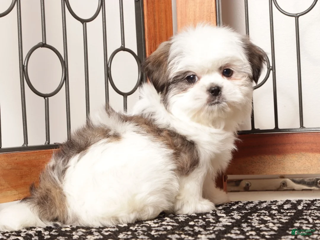 Shih Tzu dogs for sale: Yeti  - Ad 2