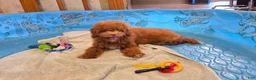Miniature Poodle dogs for sale: Ned - Ad 3