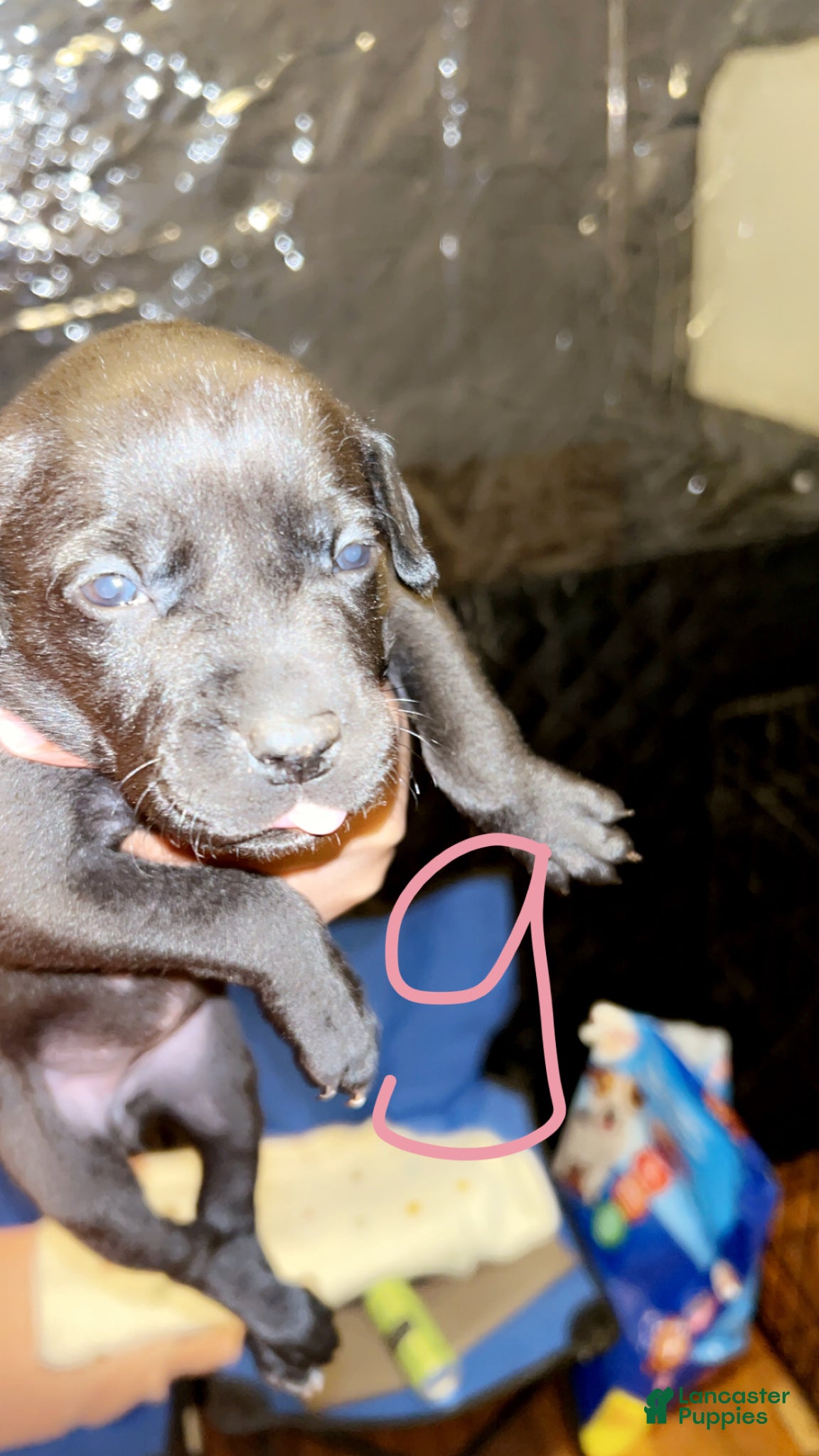 Mixed Breed dogs Mixed Breed Puppy 6 - Ad 2